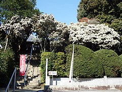 Asebabäume vor der Daishidō