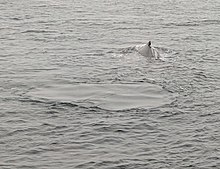 A photograph of a flukeprint behind a humpback whale.