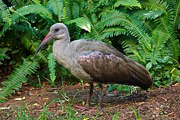 Hadada-ibis in tuin van buitenwijk van Johannesburg.