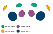 The eye arrangement of spiders in the genus Heteropoda