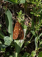 Arctia aulica – Oberseite