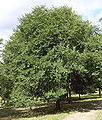 Η Ιαπoνική φτελιά (Ulmus davidiana var. Japonica)
