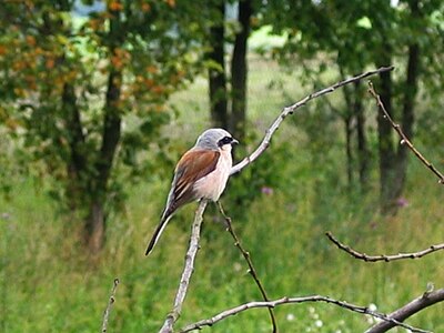 Red-backed shrike