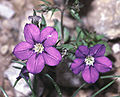 Legousia speculum-veneris