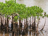 Mangroves in Kannur, India.