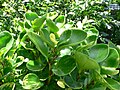 Peperomia obtusifolia variegata