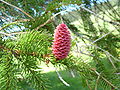 Picea Abies female cone.JPG