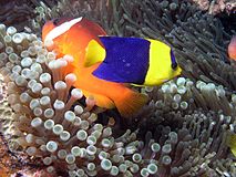 Blaugelber Zwergkaiserfisch (C. bicolor), im Hintergrund Barbers Anemonenfisch (Amphiprion barberi) mit der Symbioseanemone Entacmaea quadricolor.