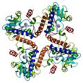 Homo-tetrameric structure of L-Ru5P