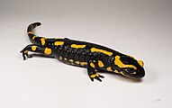 Salamander alkaloids, such as samandarin, occur on the skin of animals of the genus Salamandra.[19]