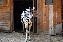 Zebra