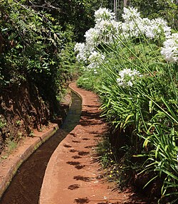 Schmucklilien an der Levada do Rei