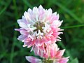 Trifolium hybridum on the german island Hiddensee, Photo by Kristian Peters