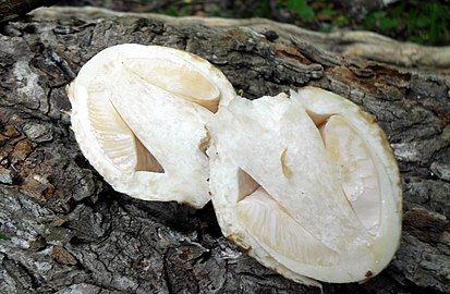 A bisected young fruit body – still enveloped by the universal veil – reveals internal structures.