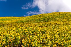 Tree marigold fields in Doi Mae Ukho, Khun Yuam