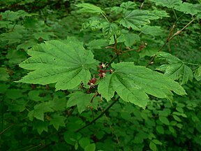 Vine maple