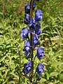 Aconitum napellus