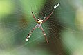 Female; dorsal view with zig-zag stabilimentum