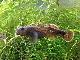 Rhinogobius delicatus