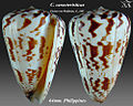 Conus caracteristicus Fischer von Waldheim, G., 1807