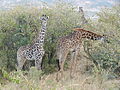 Two giraffes of same subspecies at Masai Mara, Kenya, May 2014 G. c. tippelskirchi