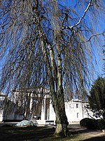 Hängebuche auf dem Hauptfriedhof