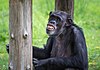 Gemeiner Schimpanse im Shanghai Zoo