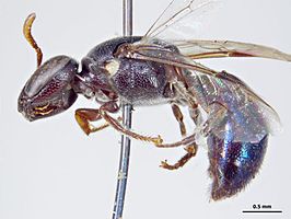 Hylaeus cyaneomicans