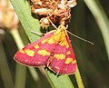 Schmetterling in Trockenwiese