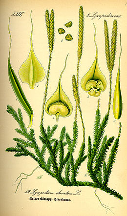 Lycopodium clavatum