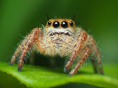 Immature phidippus by Ryan Kaldari. An immature Phidippus jumping spider in Pittsburgh, Pennsylvania. International Runner-Up