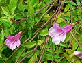 Incarvillea arguta