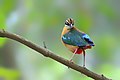 Image 68The Indian pitta (Pitta brachyura) is a passerine bird native to the Indian subcontinent. It inhabits scrub jungle, deciduous and dense evergreen forest. The pictured specimen was photographed at Bhawal National Park. Photo Credit: Md shahanshah bappy