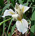 Iris fernaldii