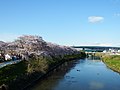 Sakura on the Gojō River and the riverside