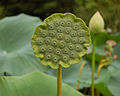 Frucht von Nelumbo nucifera, Nahaufnahme