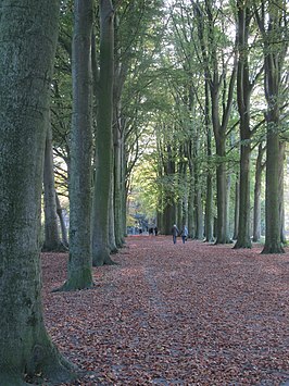 Dreef in het Lozerbos.