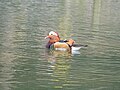 Mandarin duck in Shepreth Wildlife Park