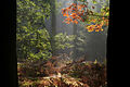 Najaarszon in de herfst in Esbeek