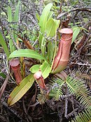 Nepenthes mirabilis heeft met 18 regio's de grootste verspreiding.[n]