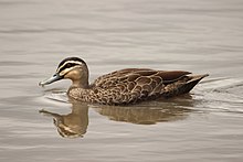 brownish duck with black and white face stripes swimming