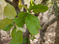 Leaves