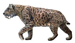 Smilodon fatalis foltos bundájú rekonstrukciója