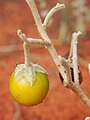 Unripe fruit and sharp spines