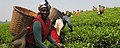 Image 38Tanzanian women harvesting tea leaves (from Tanzania)