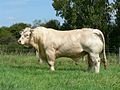 Charolais (tyr)