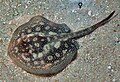 A yellow stingray swimming over a sandy substrate.