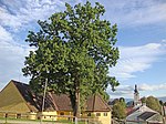 Stieleiche (Quercus robur)