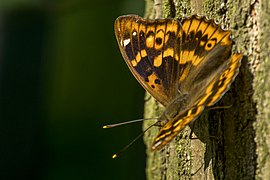 Apatura ilia f. clytie ♀