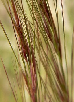 Aristida purpurea